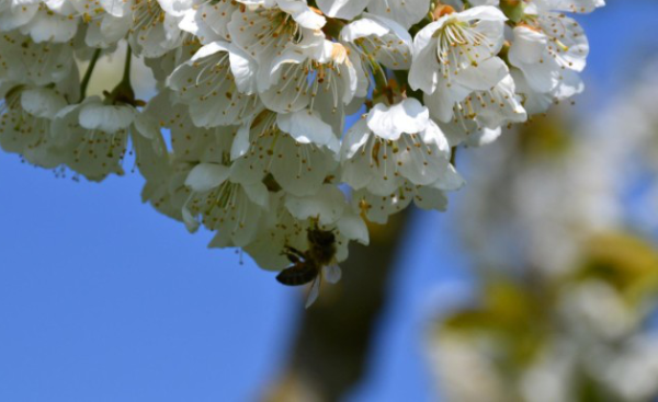 Biene auf Kirschblüte