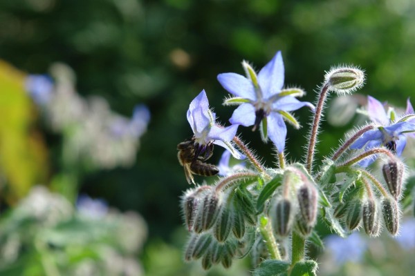 Biene auf Borretsch Blüte